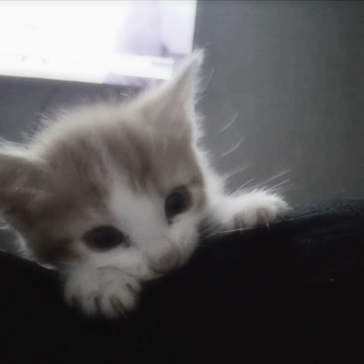 kitten